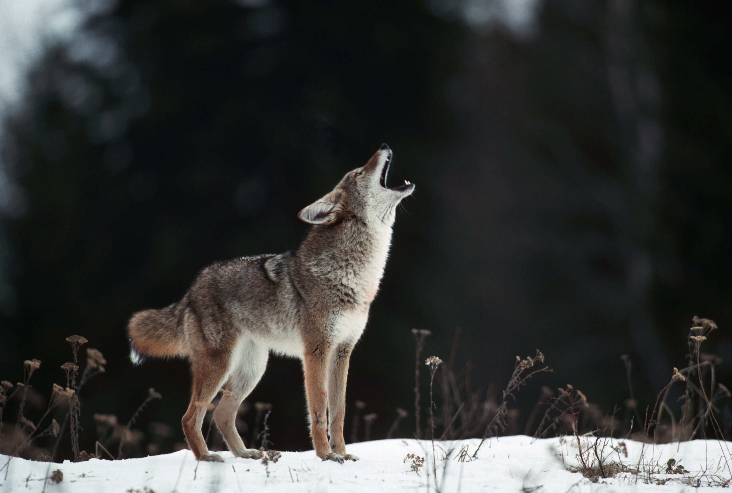 How to Call Coyotes: The Howls & Calling Strategies You Need to Know