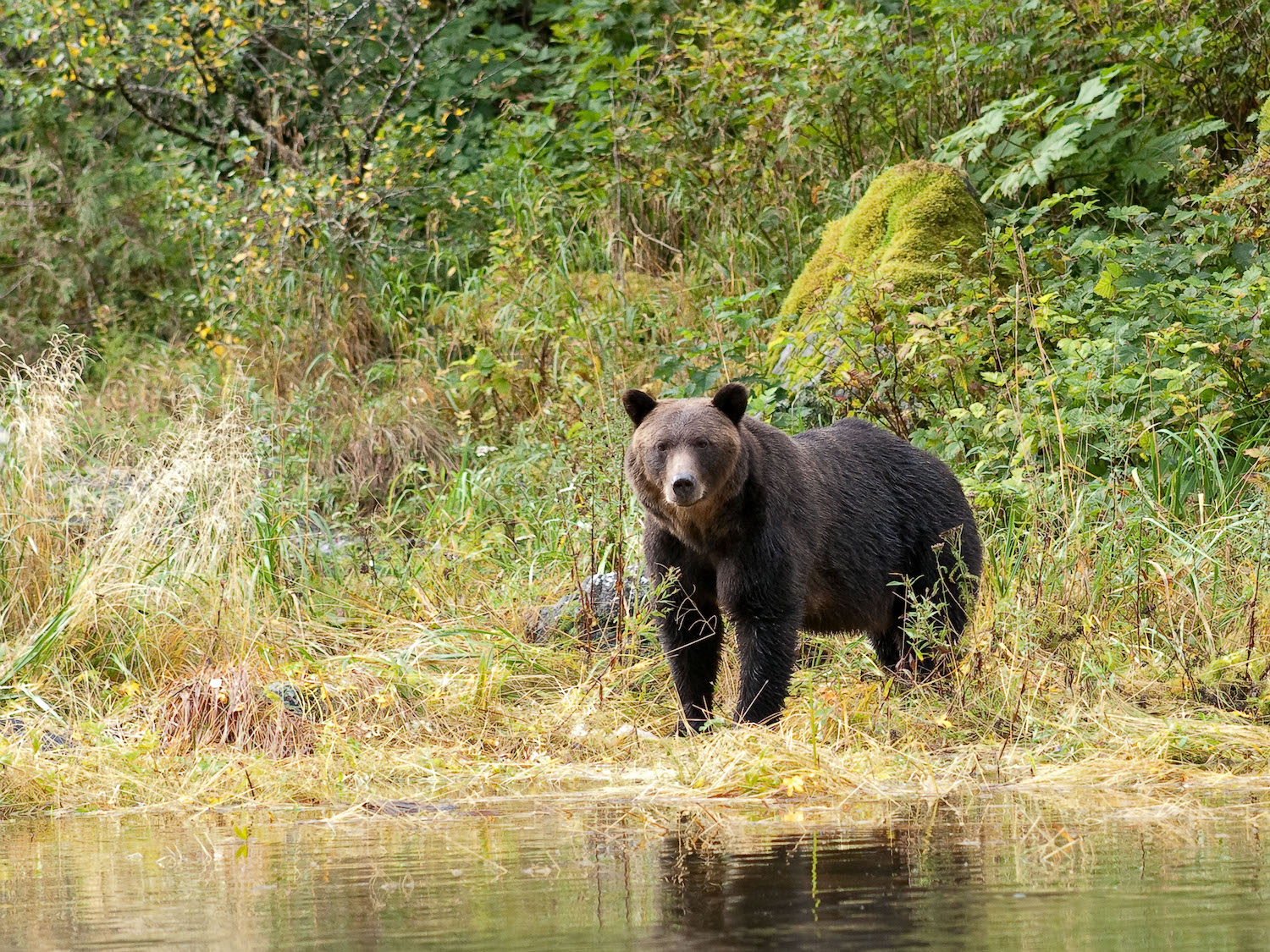 BM3GN3 Grizzly bear, Ursus arctos horribilis, standing on the riverside