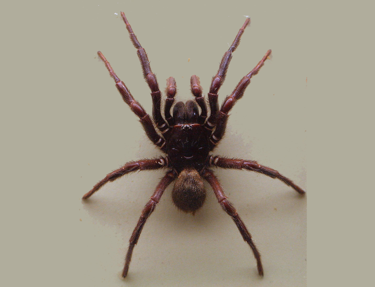northern funnel web spider