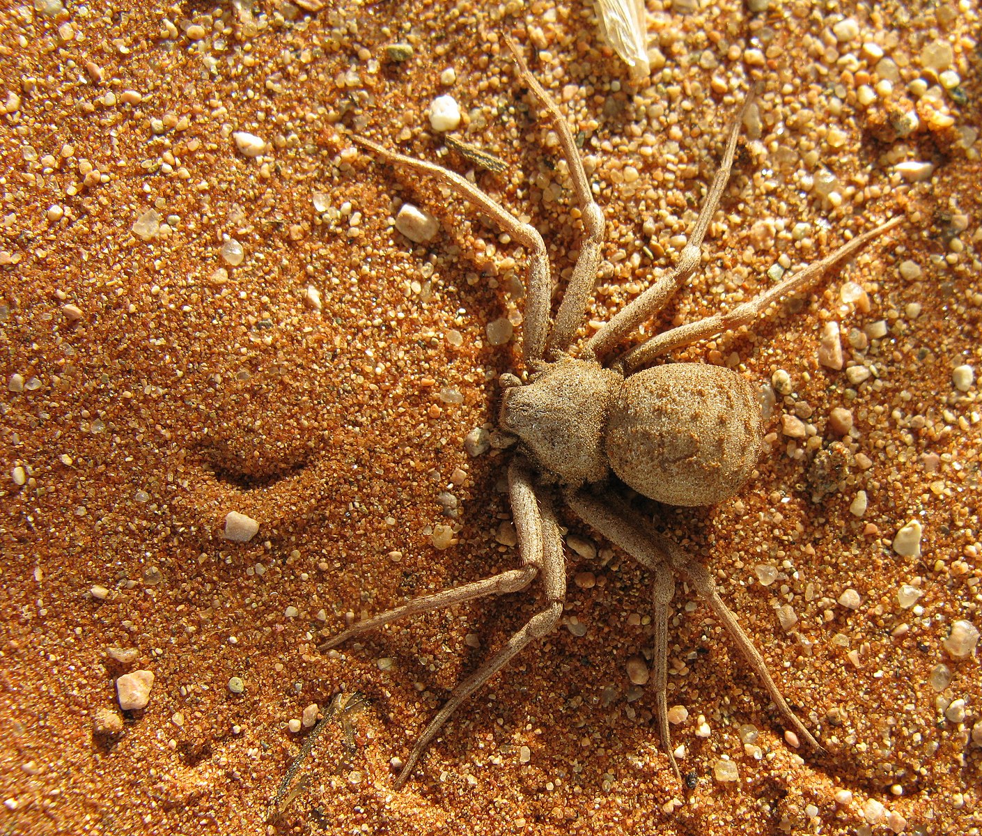 six-eyed sand spider
