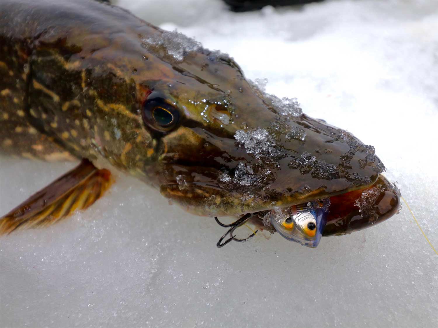a pike on ice with a rattlebait in its mouth