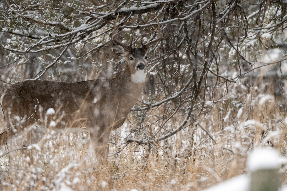 late season deer hunting