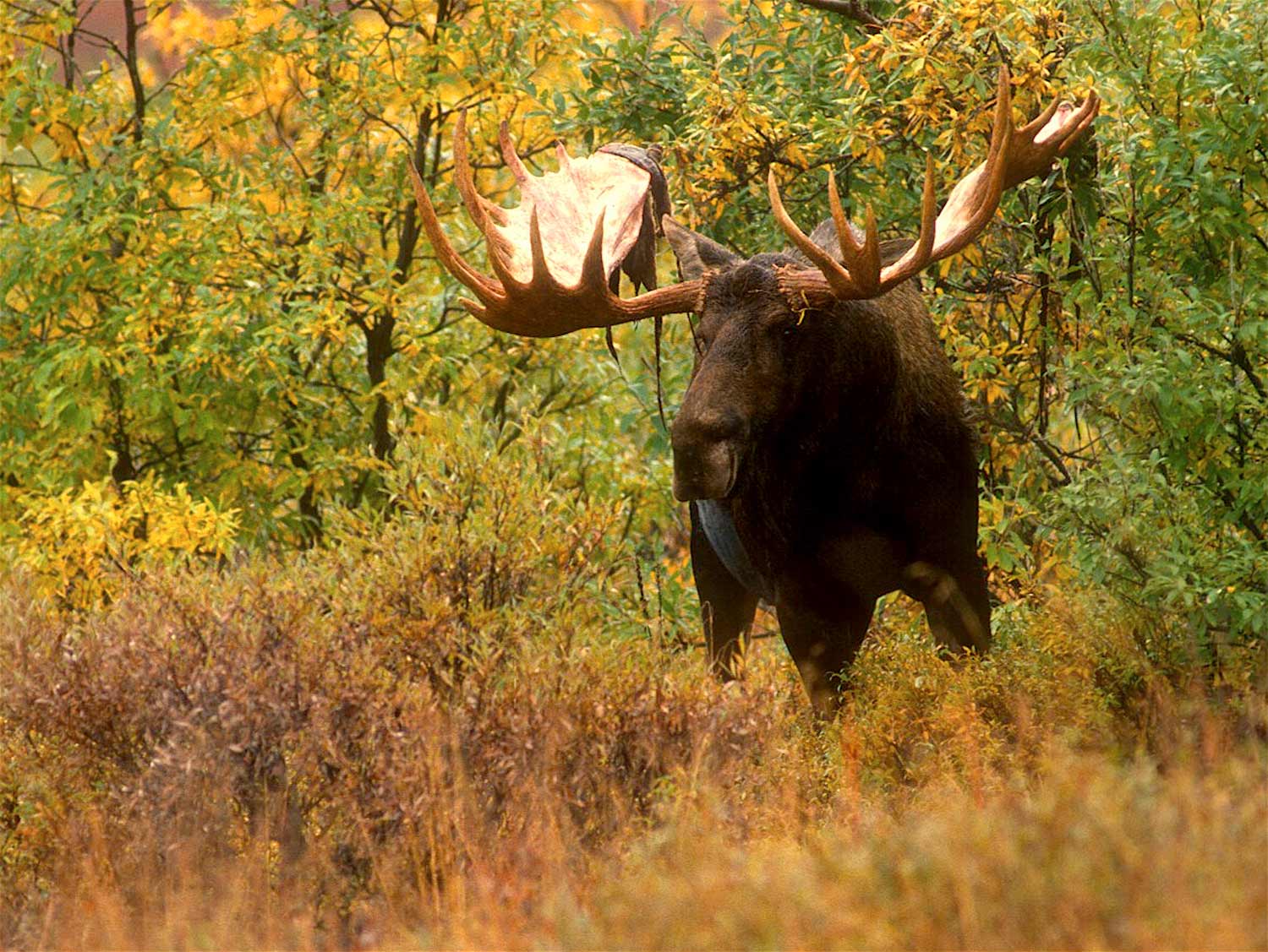a large moose in a fall forest