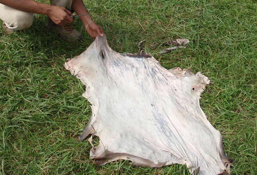 A deer hide stretched out on the grass.