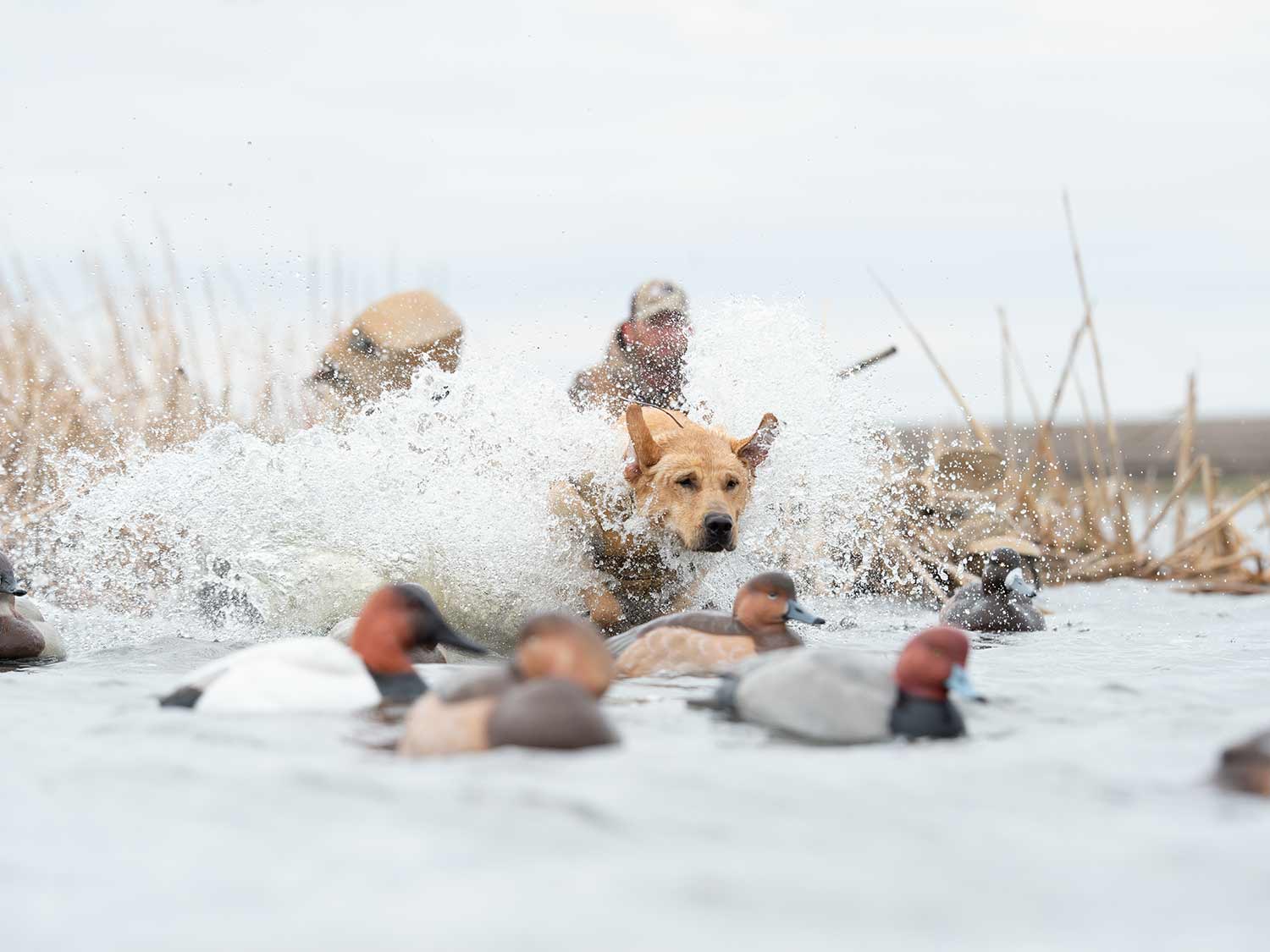 A waterfowl hunting dog retrieving a duck.