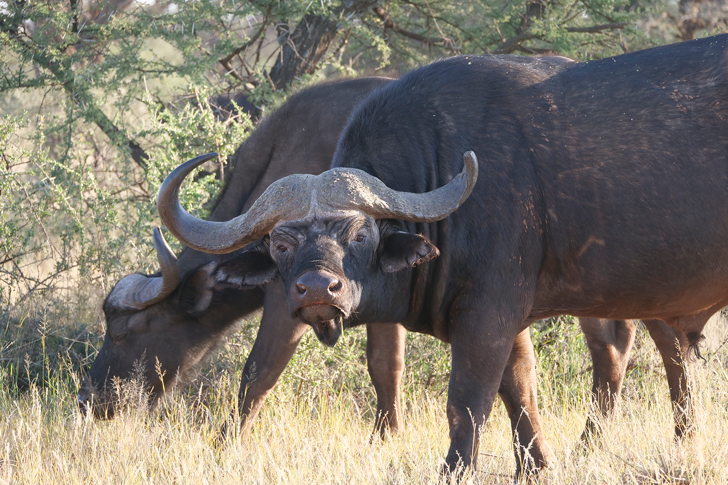 A cape buffalo wandering through African plains.
