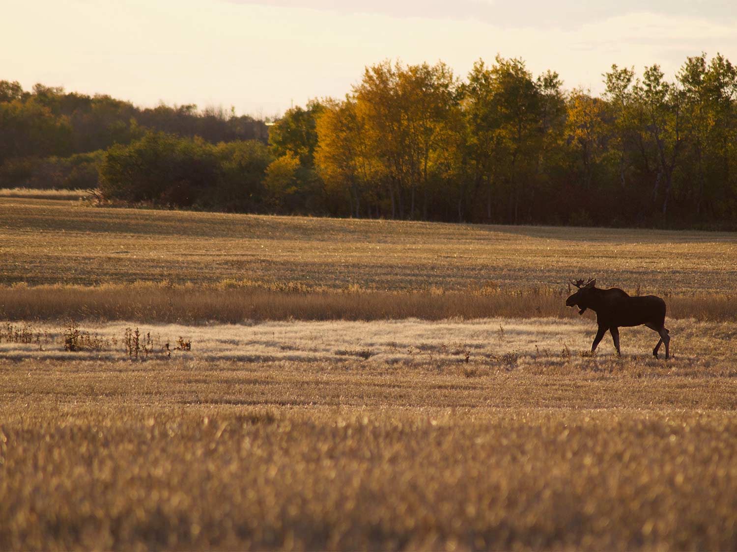 a young bull moose walking through an open field.