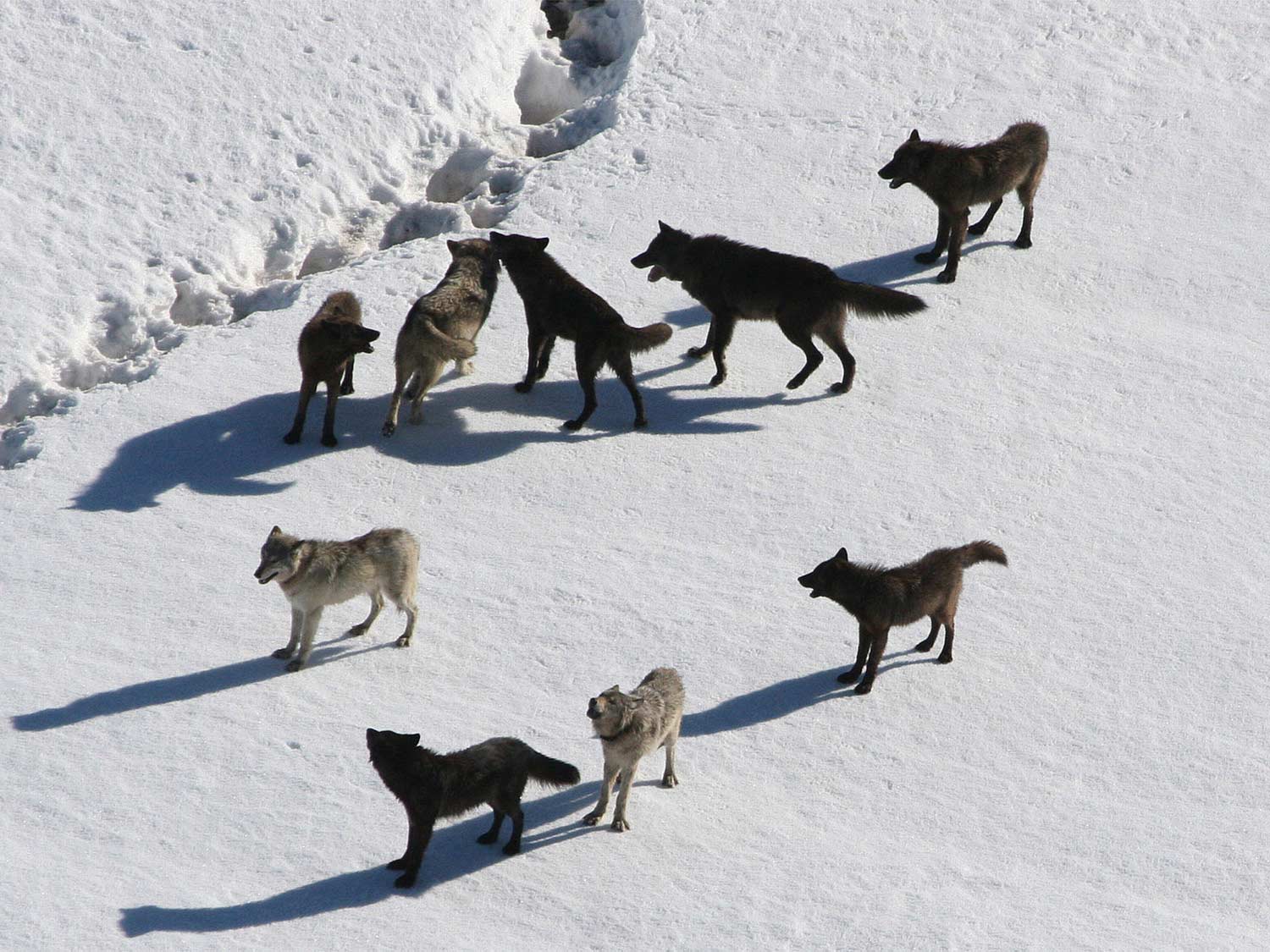 Wolves in the snow at Yellowstone Park