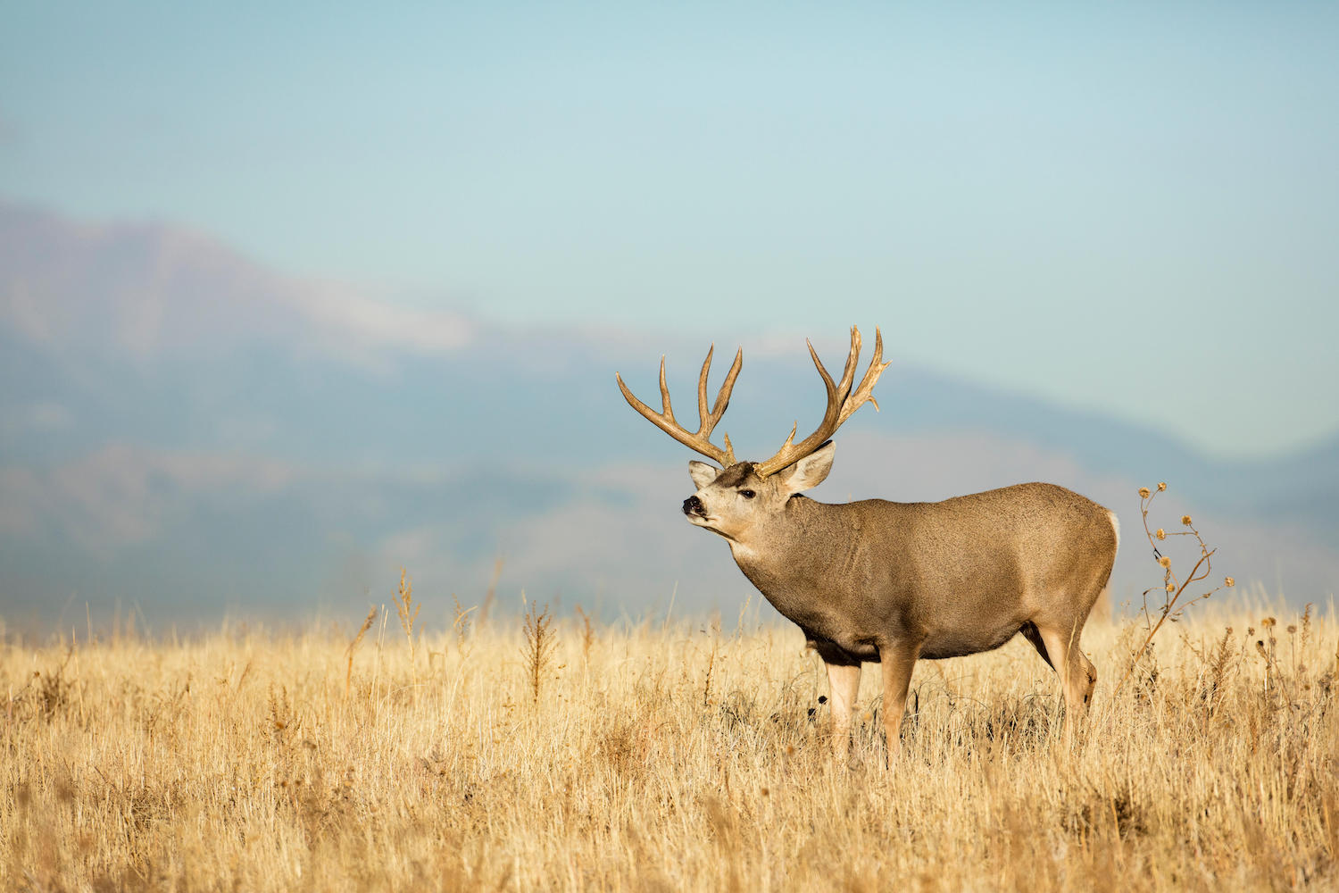 The Top 40 Typical and Nontypical Mule Deer of All Time | Outdoor Life