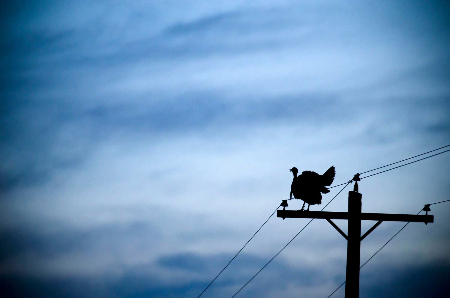 A wild turkey perched on a power line.
