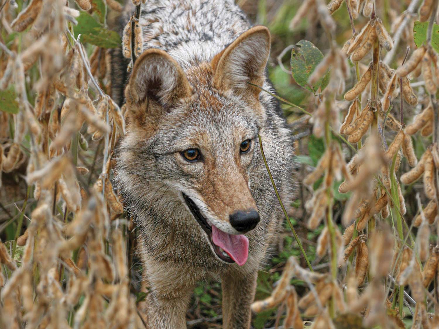 An Ohio coyote slides through standing soybeans.