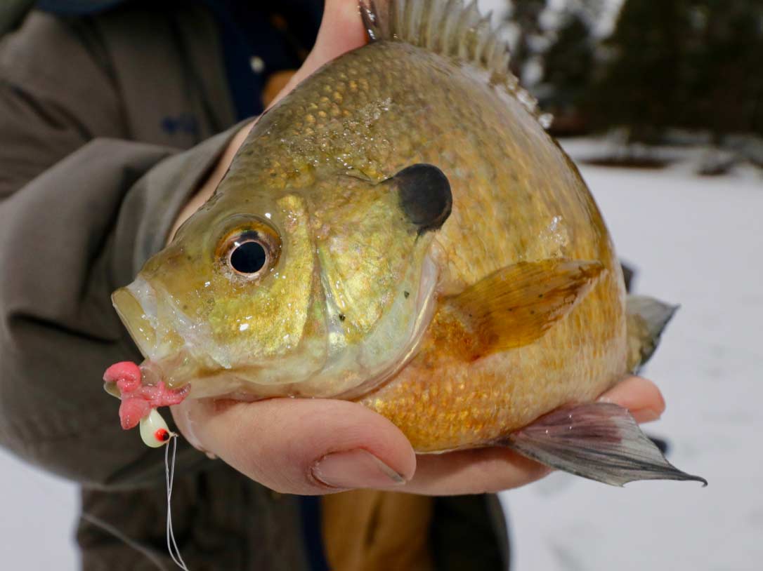 Angler holding a bluegill caught while icefishing