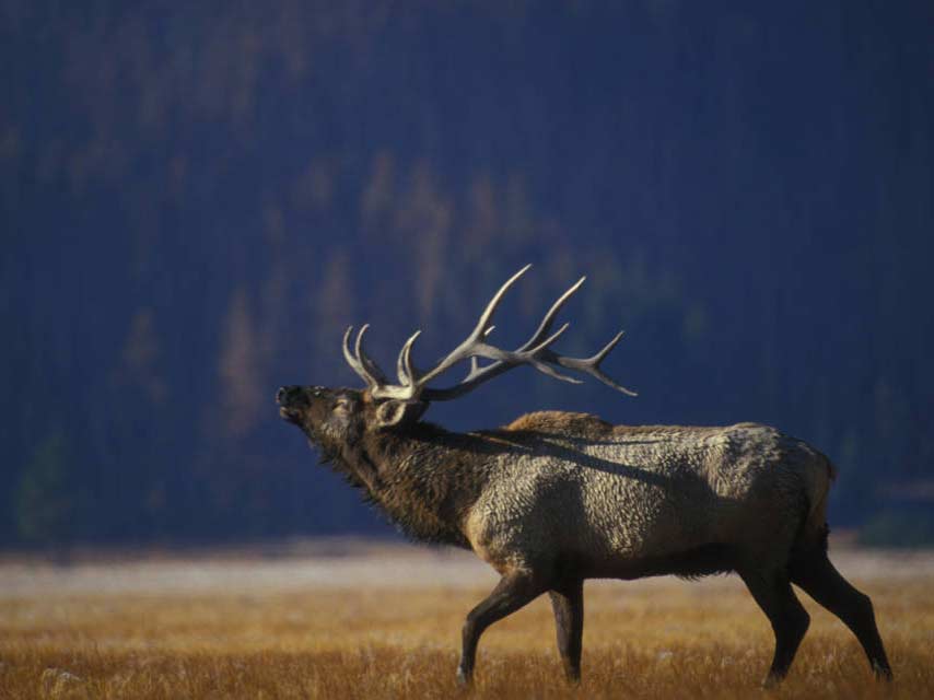 the Jackson elk herd near Yellowstone National Park.