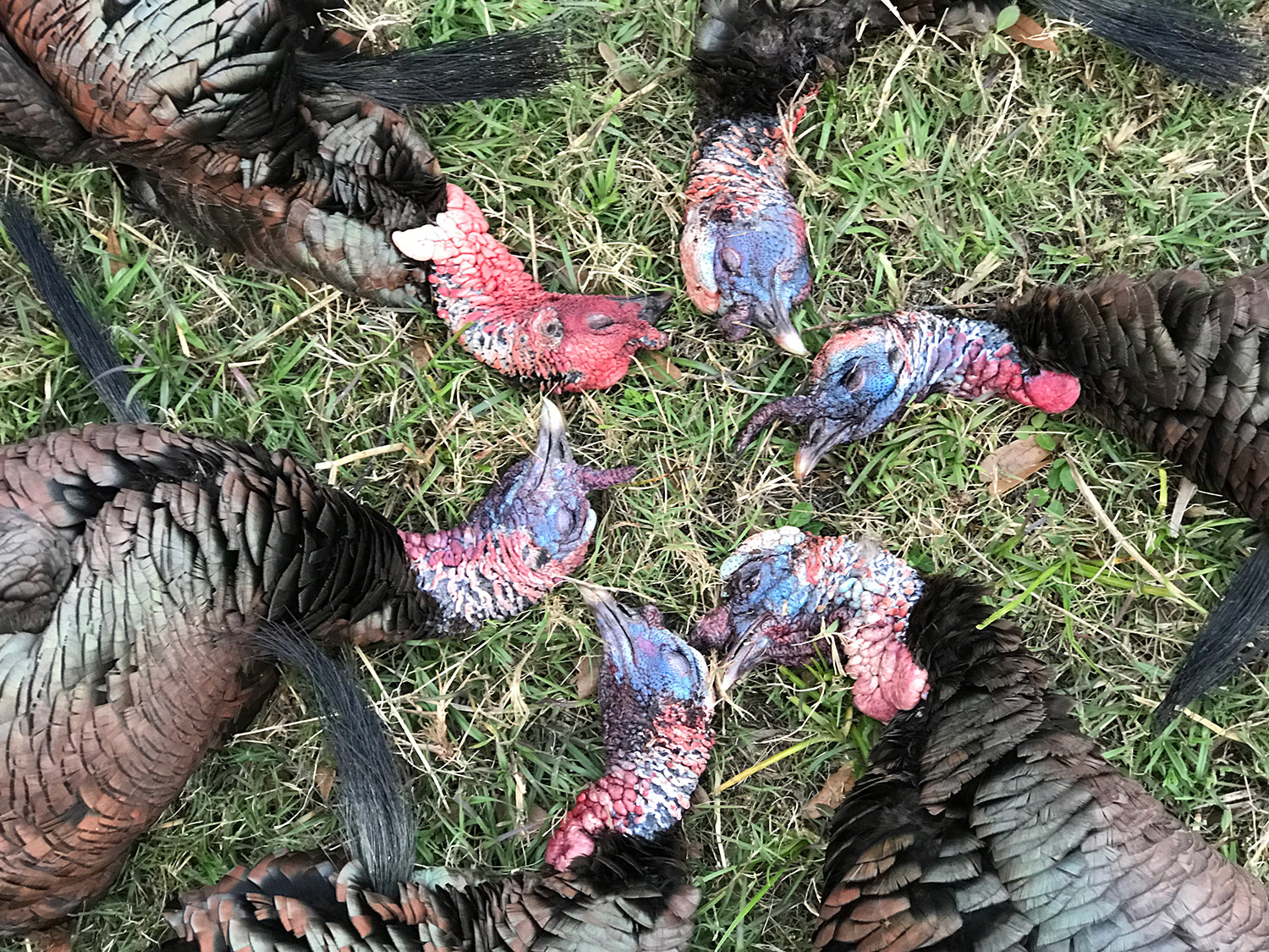 A limit of Florida Osceola turkey hunting.
