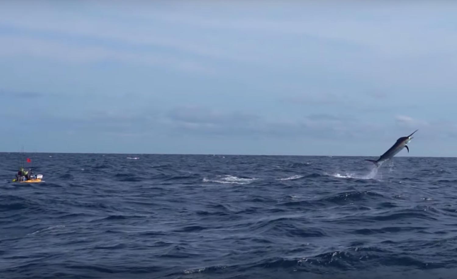 Kayak Angler Catches Record 500-Pound Marlin––Again