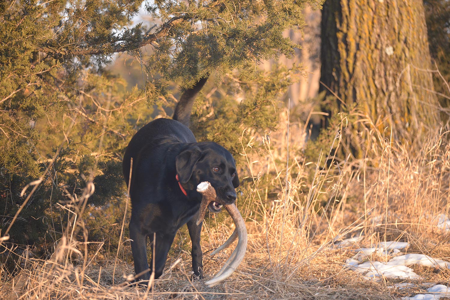 Hunting dog carrying antler in the woods.