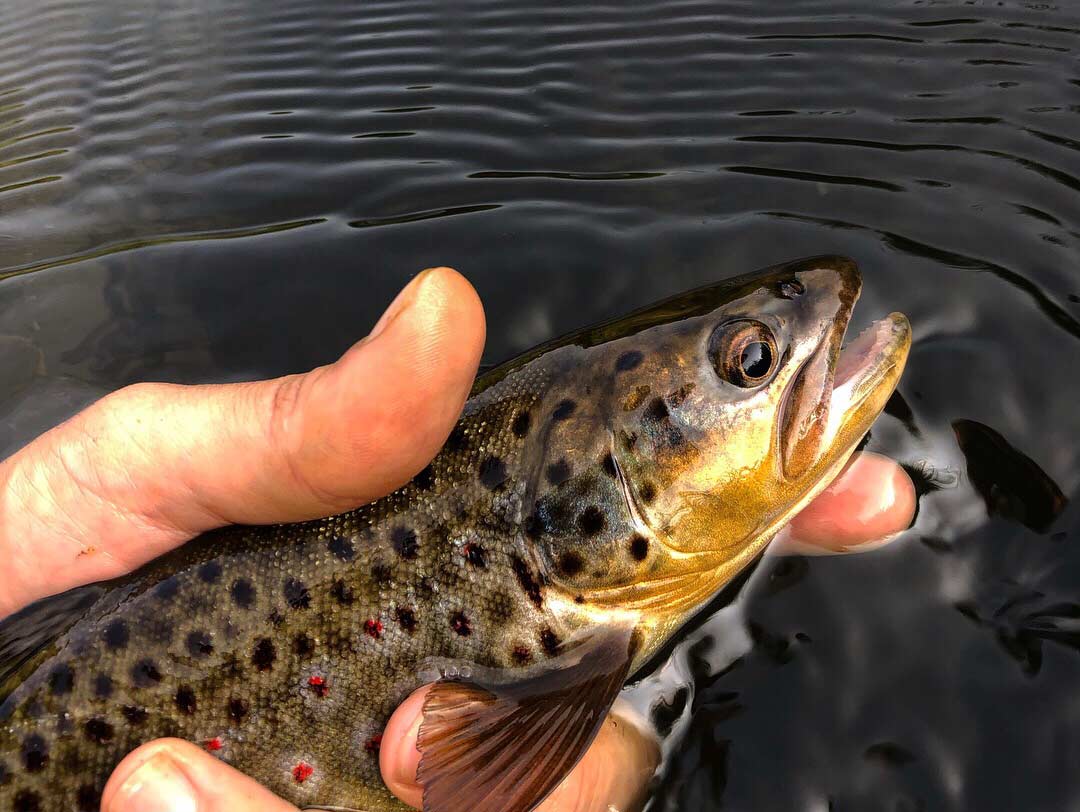 Angler holding a trout in the water.