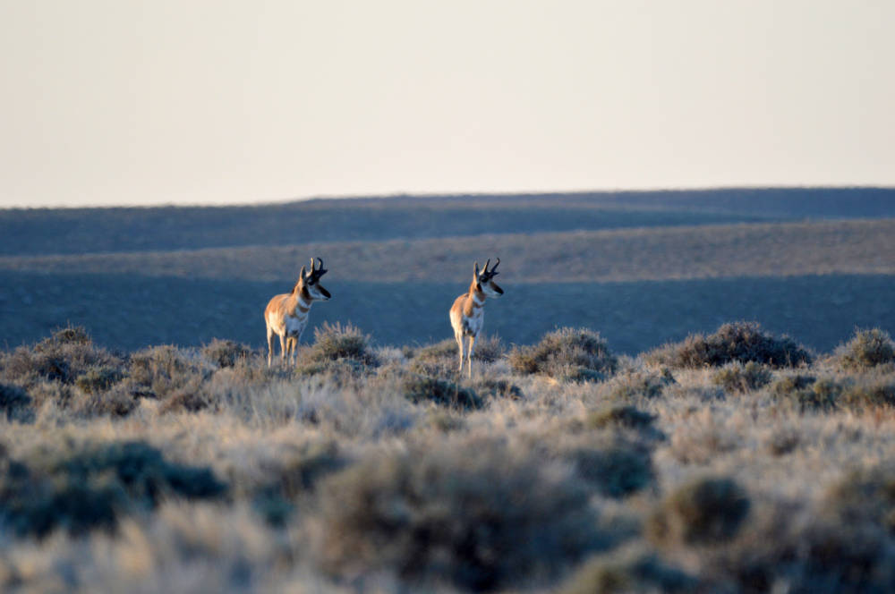Two pronghorns on a Wyoming field.