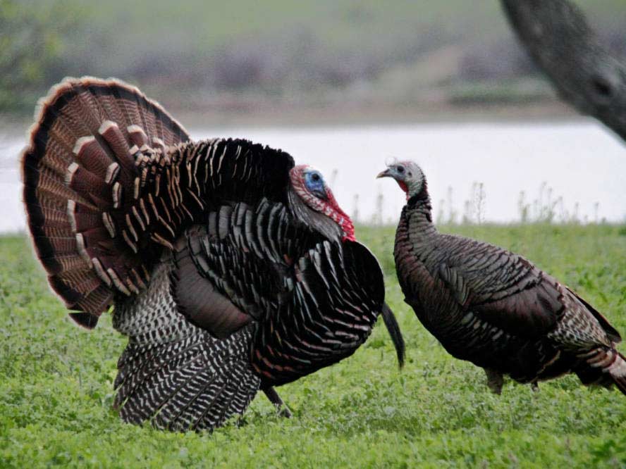 8 Tactics to Kill Silent Turkeys