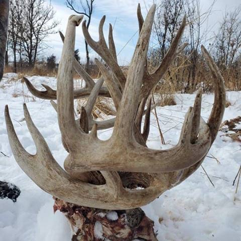 A large set of whitetail nontypical deer antlers.