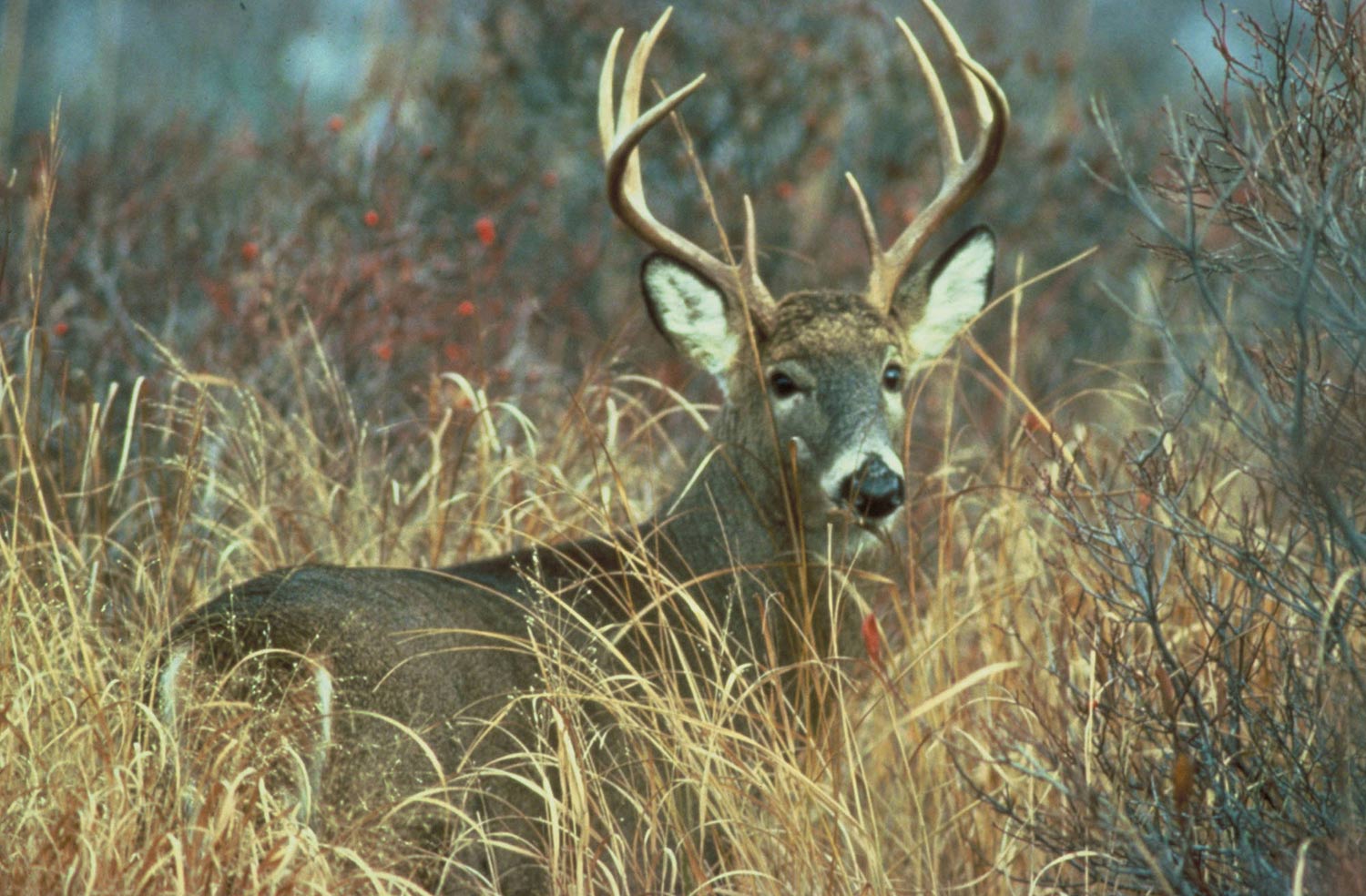 Whitetail deer in a field.