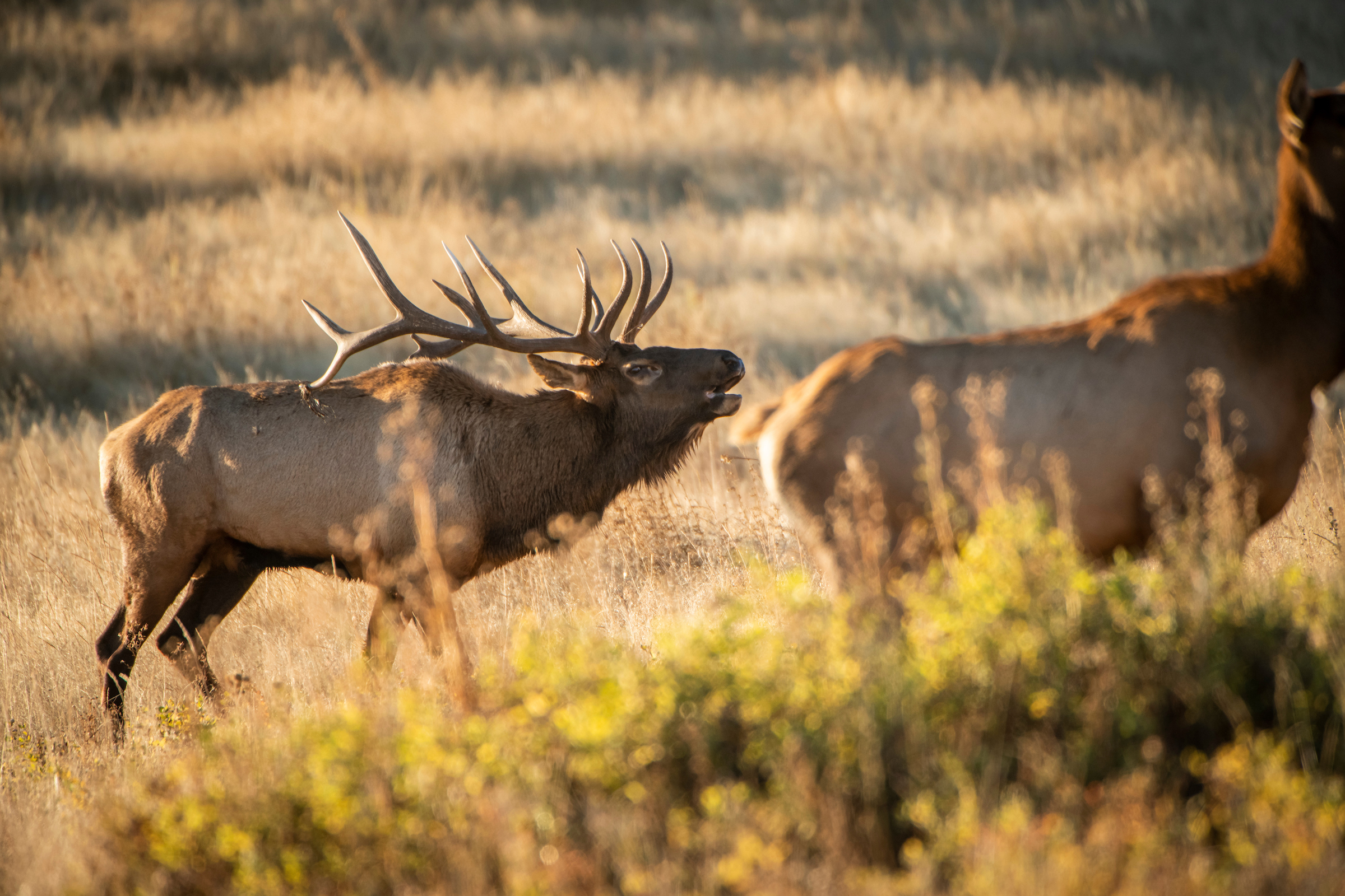 MAPLand Act Would Move Public Land Access into the Digital Age (and Make it Easier to Find Hunting Spots)