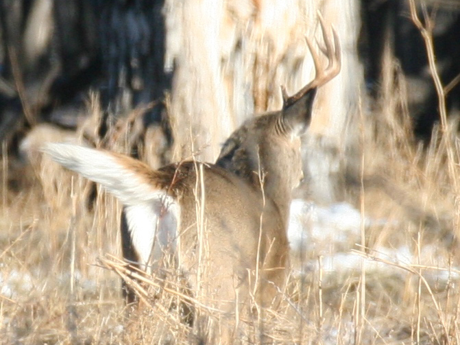 Whitetail buck with one antler running away.