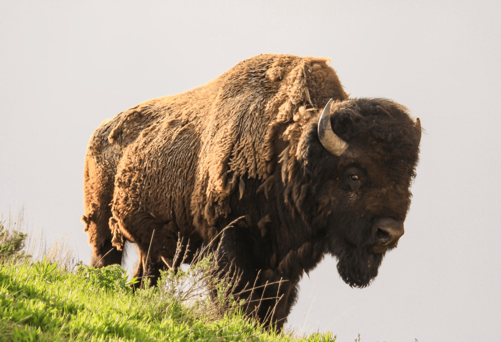 yellowstone buffalo