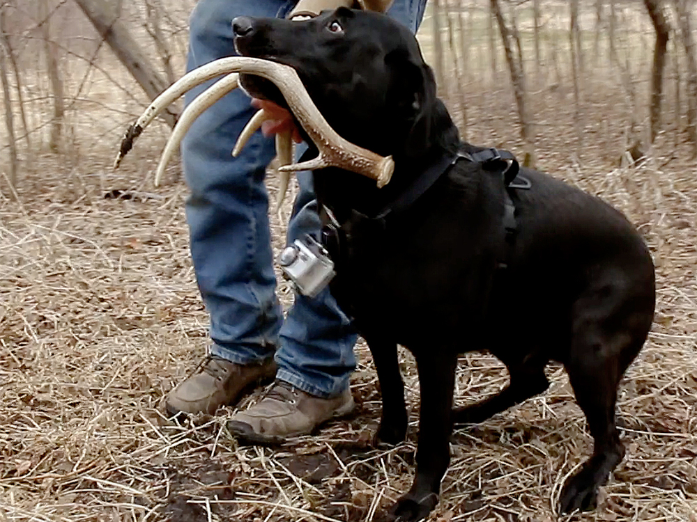 A hunting dog with a shed antler in its mouth.