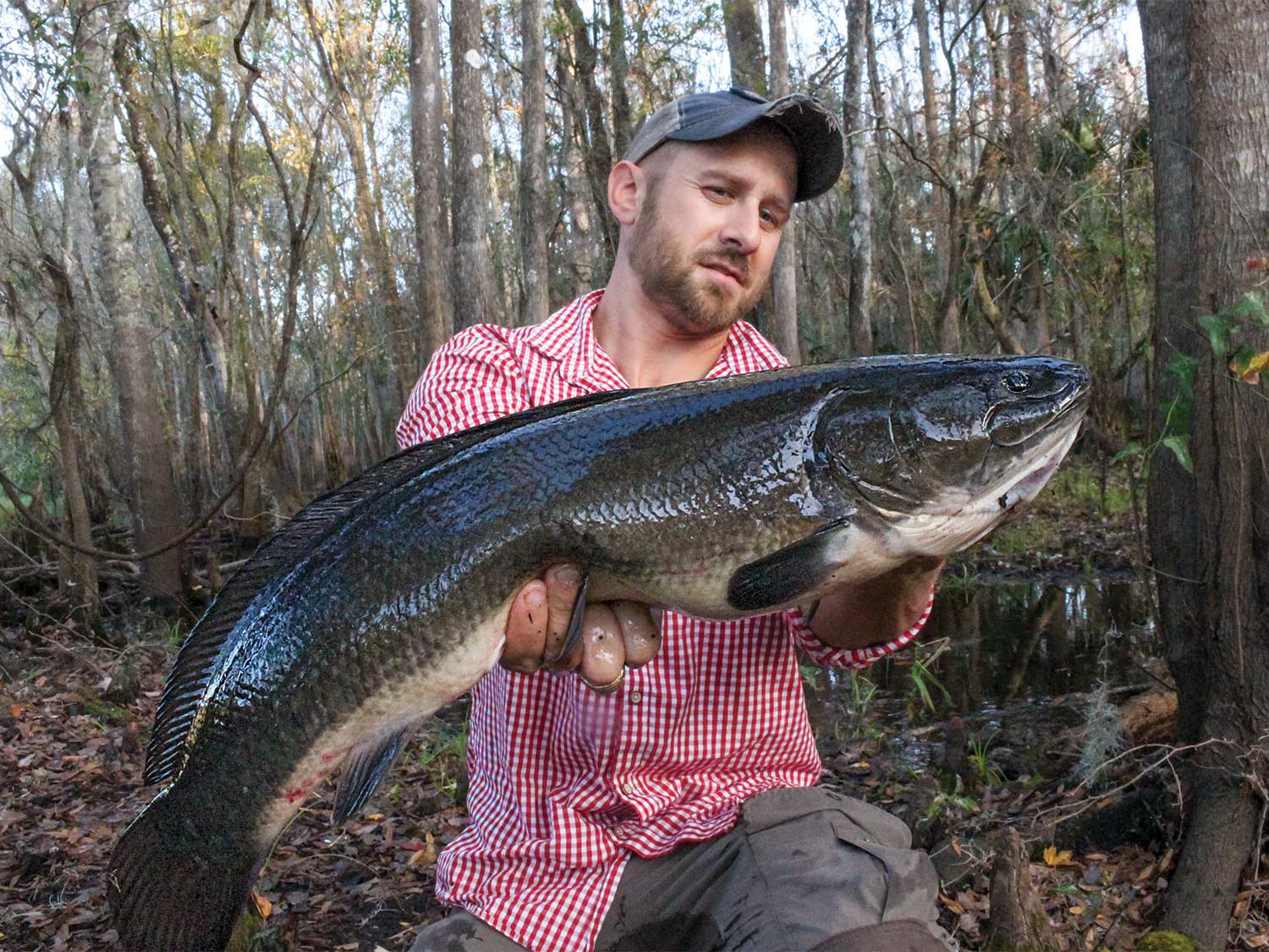 Angler holding up a large bowfin in the Florida Everglades.