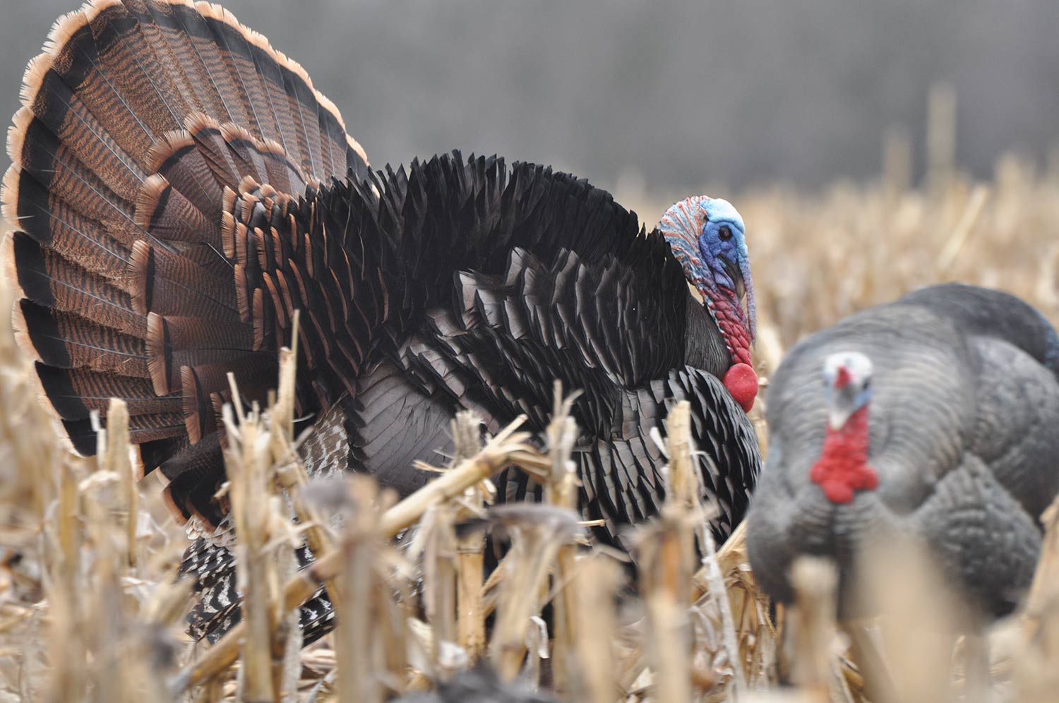 A turkey in a field.