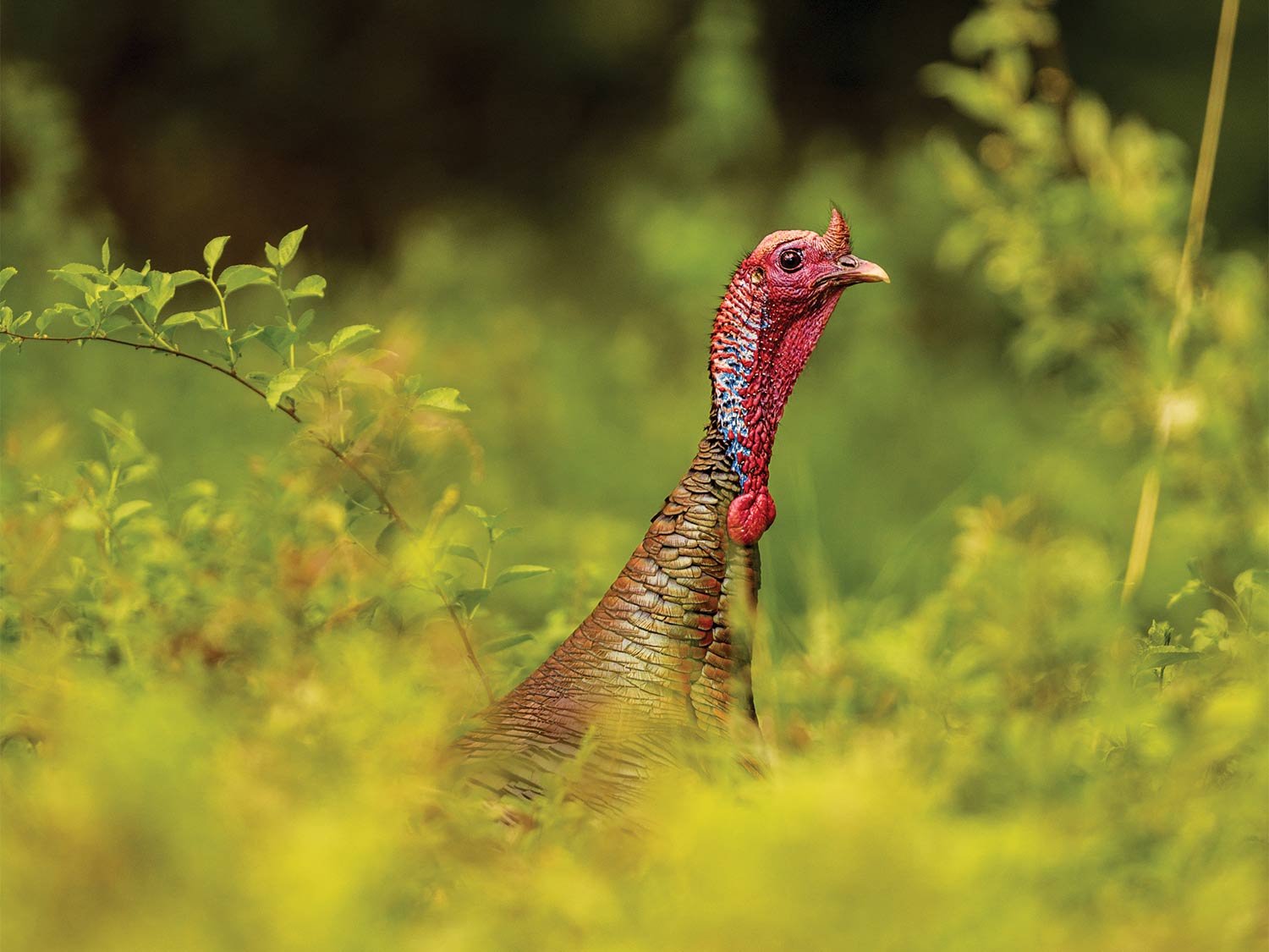 A turkey in a weed and grass field.