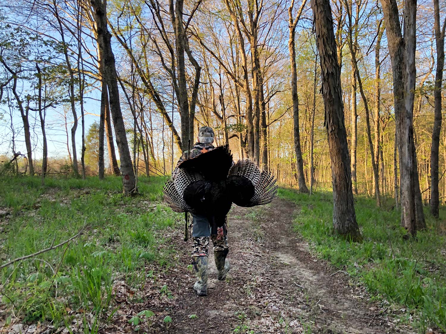Hunter walking through the woods with a turkey.