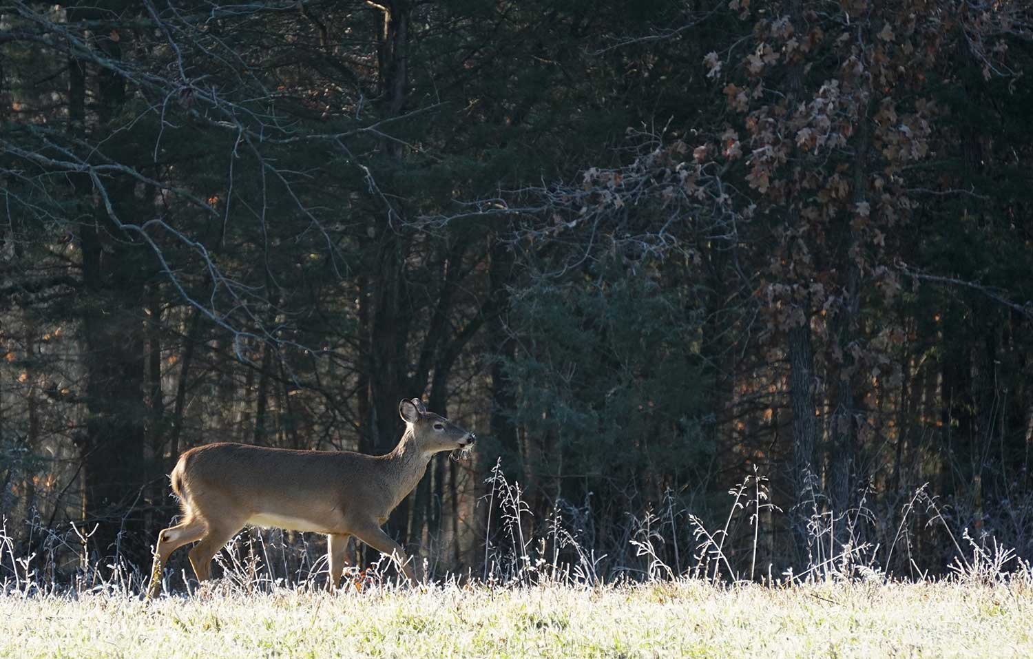 A whitetail doe walking through a field during the daytime.