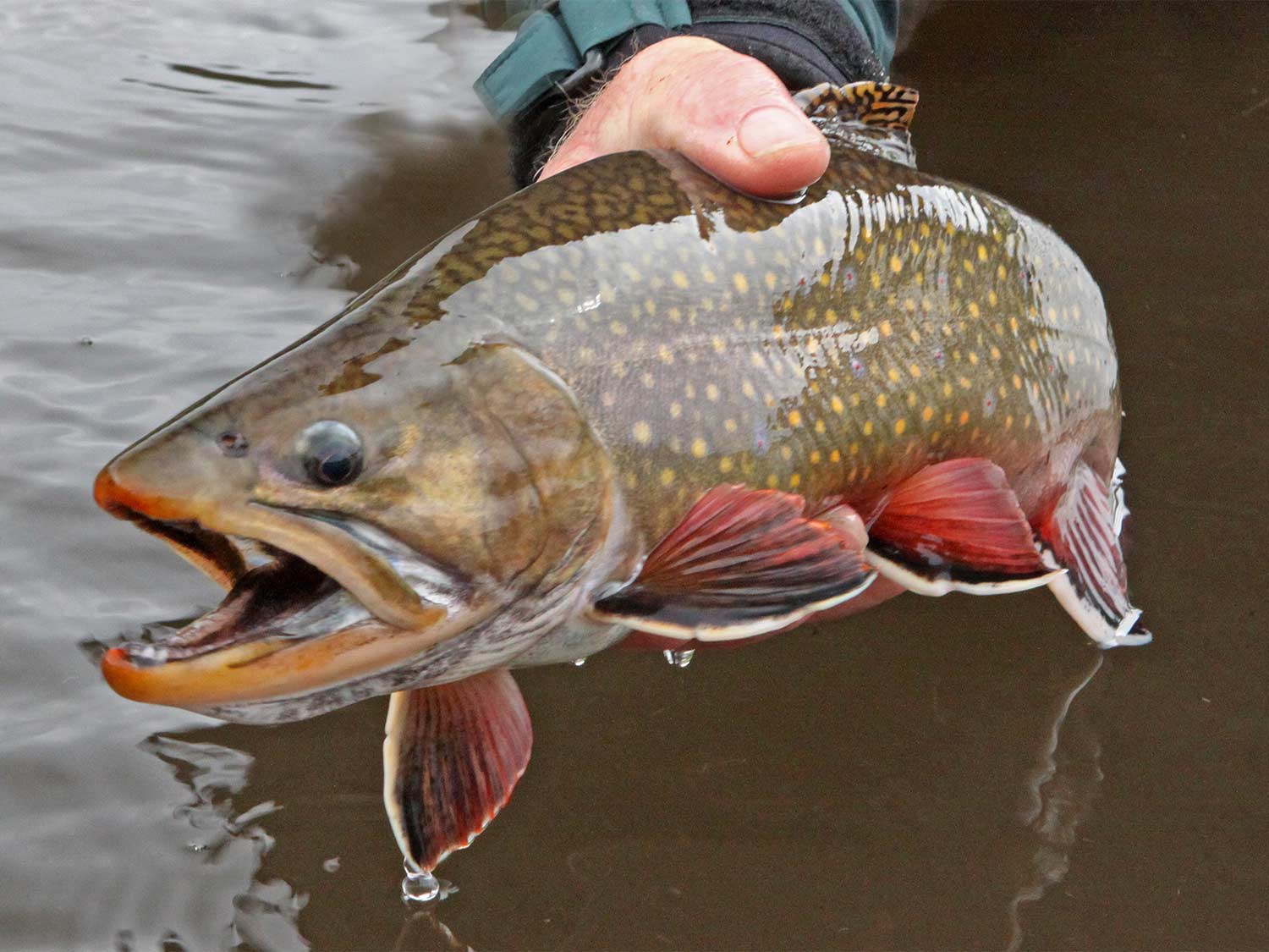 A brook trout caught in Deer Creek Lake Utah.