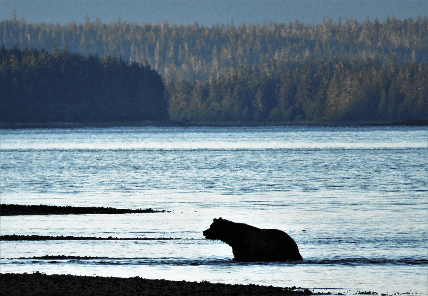 A large, male brown bear fishes for salmon in the Tongass National Forest.