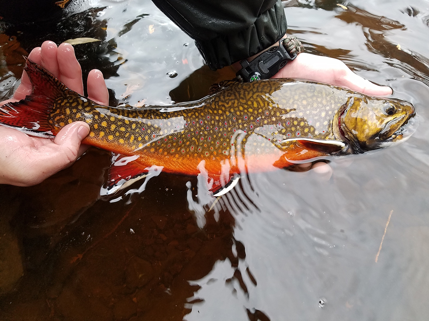 A coaster brookie caught in Lake Superior.