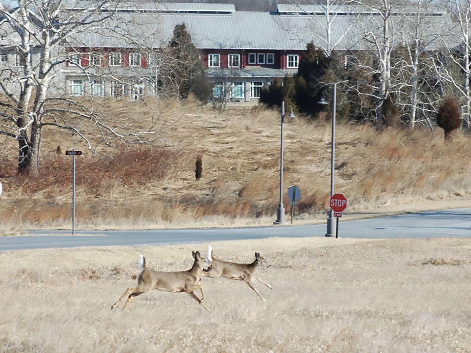 Two deer running through an open field near a road.