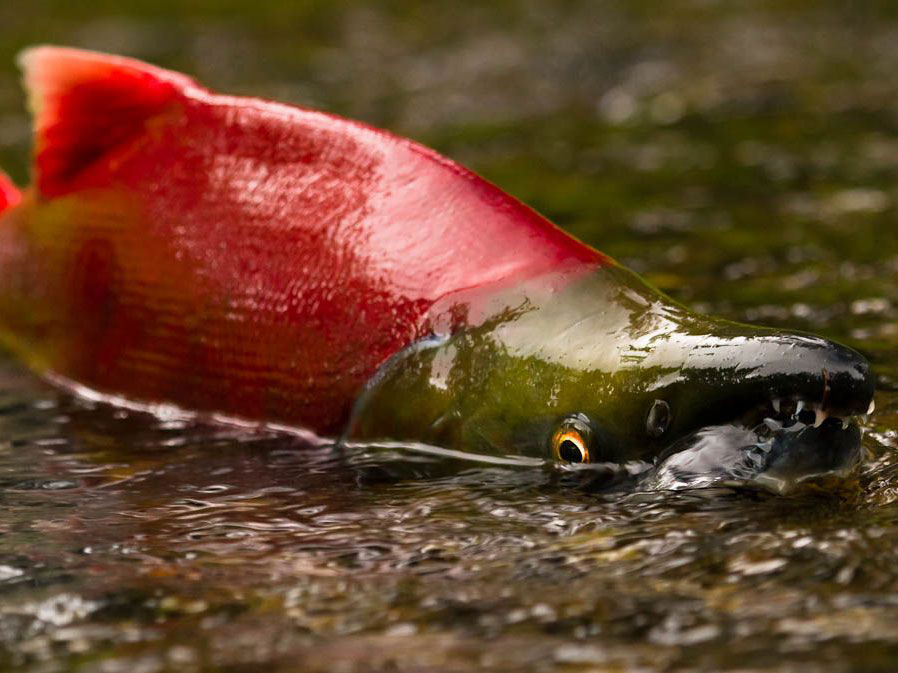 A sockeye salmon in very shallow water.