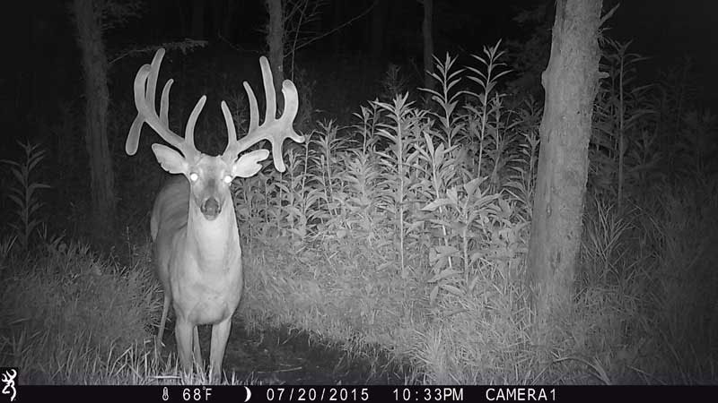 Trail camera footage of a whitetail deer inn the woods at night.