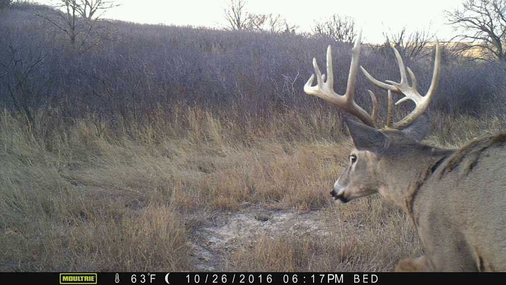 Trail camera footage of a whitetail deer in an open field.
