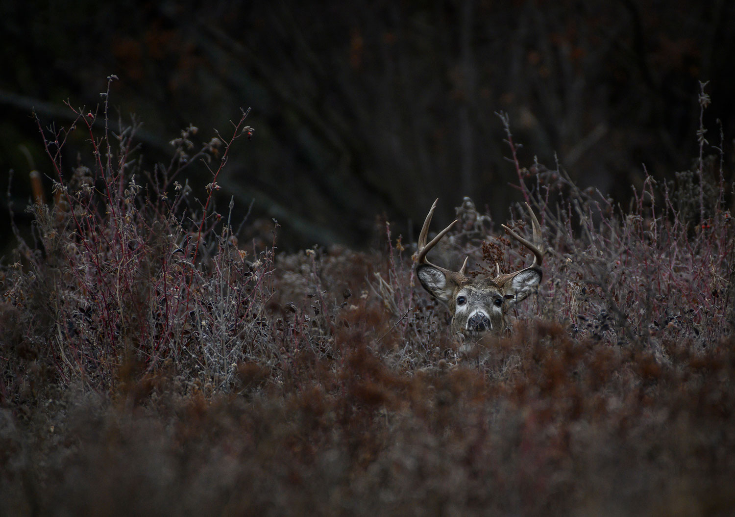 A whitetail deer's head peeking over tall grass in a field.