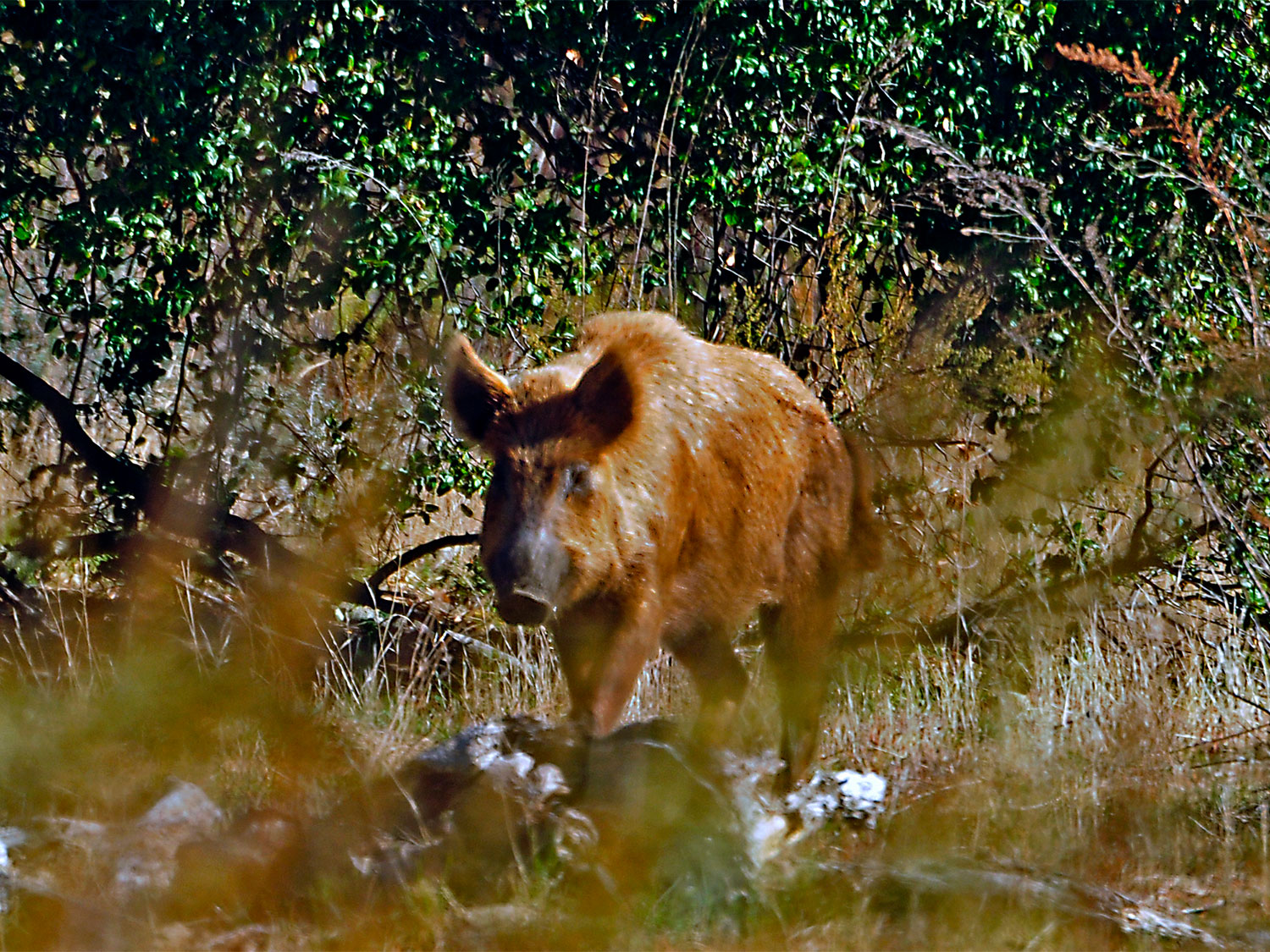 A brown hog walking through a field.