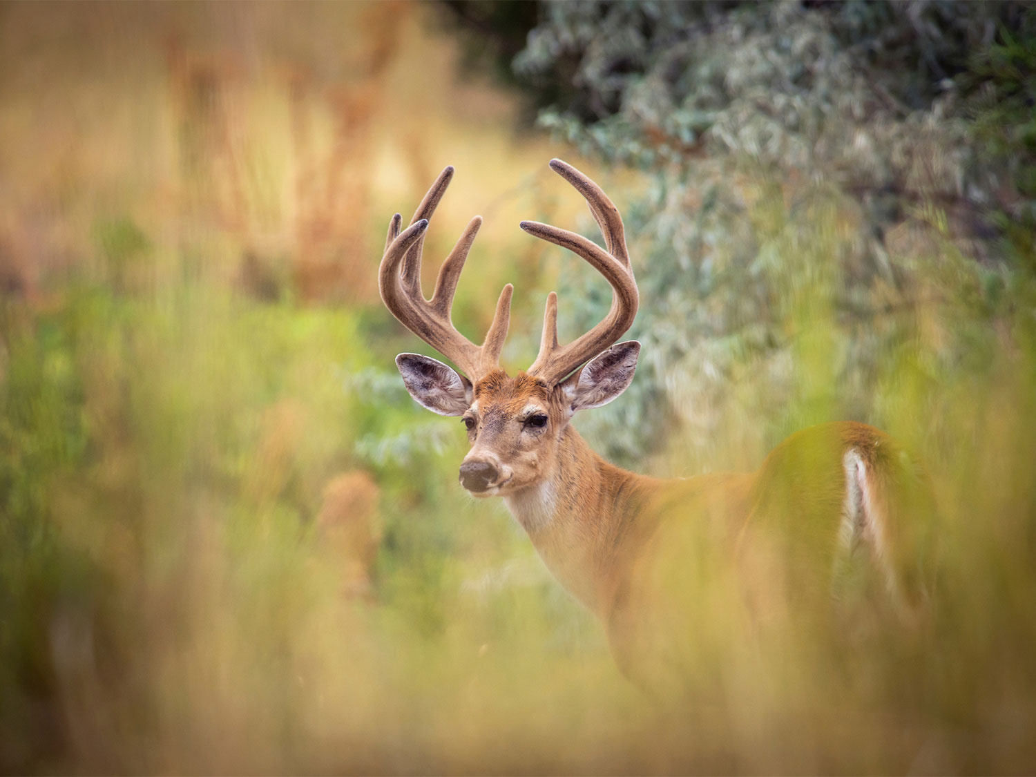 A whitetail buck standing in tall grass.