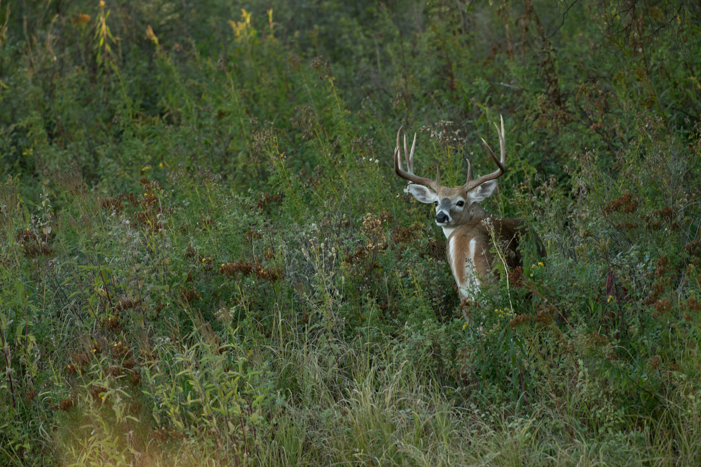 A large whitetail buck with big antlers turning his head toward the camera in a field of overgrown early season weeds.