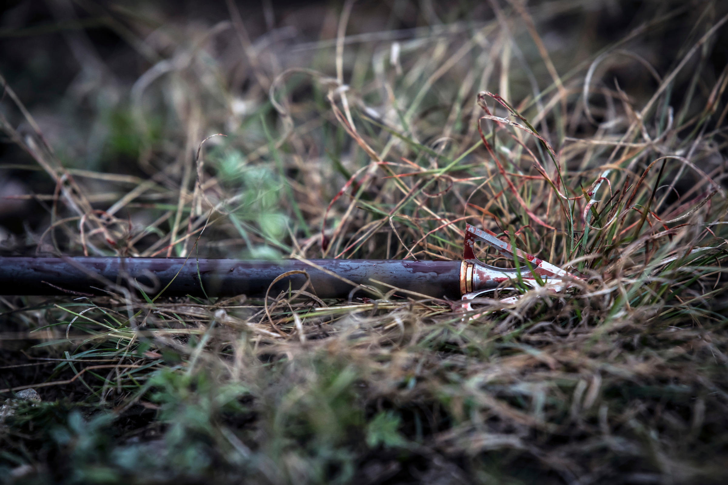A broadhead attached to a carbon hunt, both coated in blood, lying in a dry grass field with a little blood on the grass.