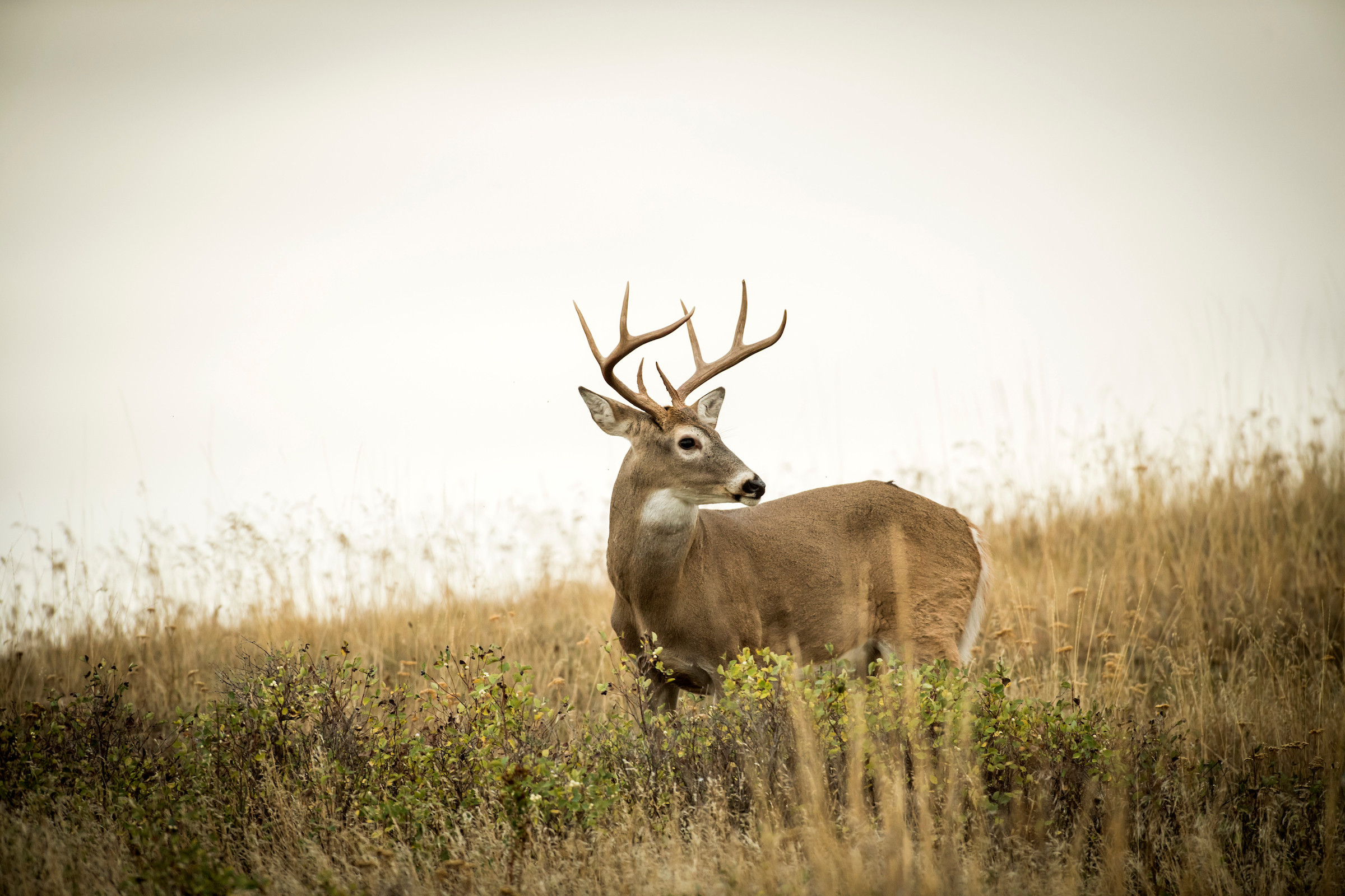 Find out what deer season looks like in your state.