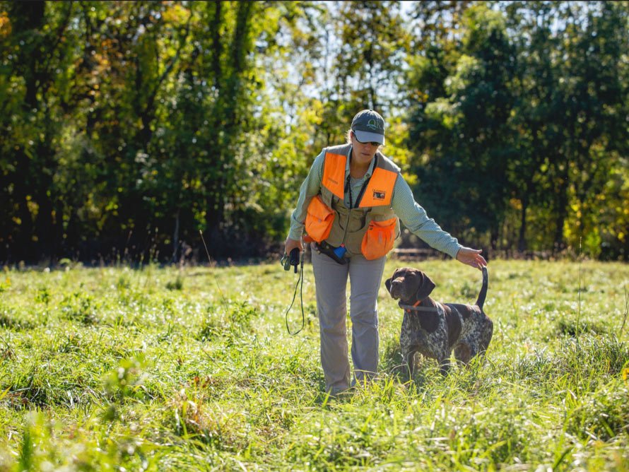 A hunter in an orange vest walks a German shorthair pointer in the field.