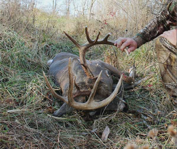 A downed whitetail deer in the grass while a hunter holds up the antlers.
