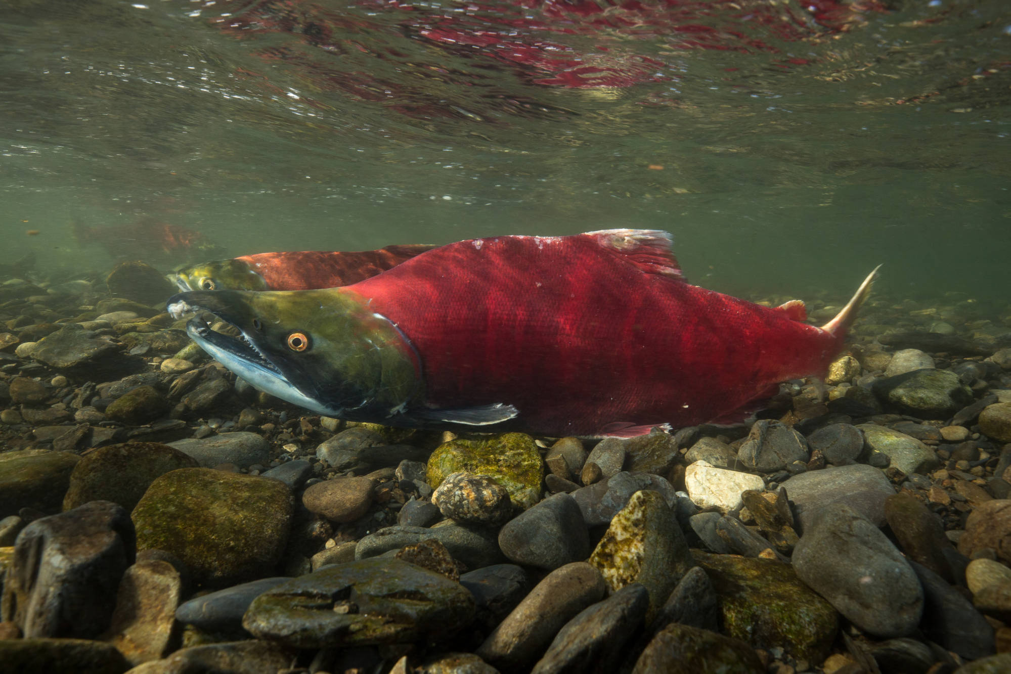 Red sockeye salmon with hooked jaw swimming in Alaska stream.